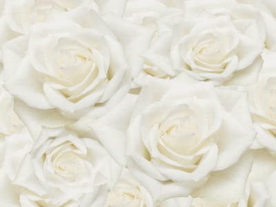 Fototapete Wunderschöne weiße Rosen