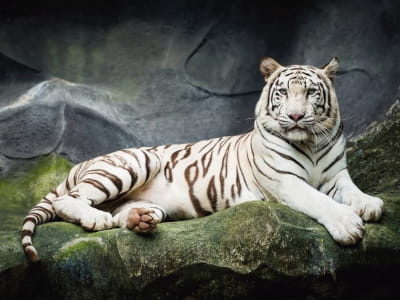 Fototapete Tiger auf dem Felsen