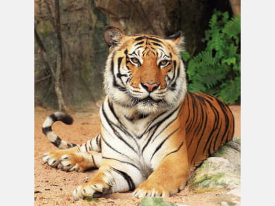 Fototapete Schöner Tiger
