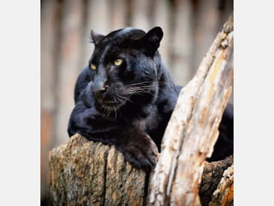 Fototapete Panther