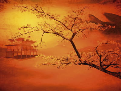 Fototapete Blühender Baum bei Sonnenuntergang