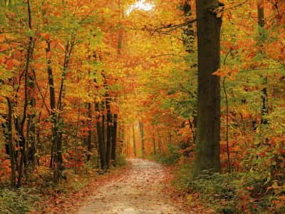 Fototapete Herbst im Wald