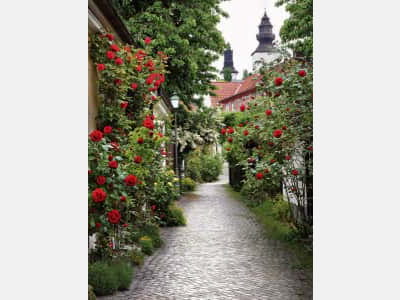 Fototapete Straße in Blumen