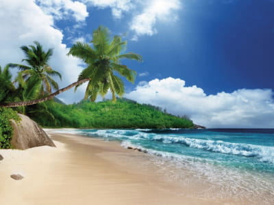 Fototapete Palmen an einem sonnigen Strand