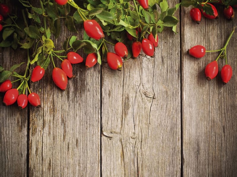Fototapeta Hagebuttenbeeren