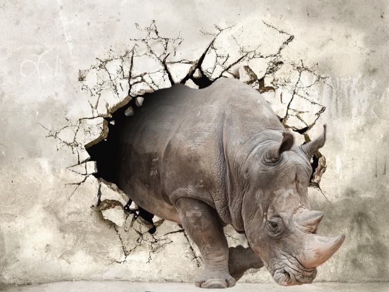 Fototapeta Nashorn von der Wand