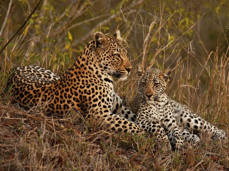 Fototapeta Leopardenjunges und Mutter