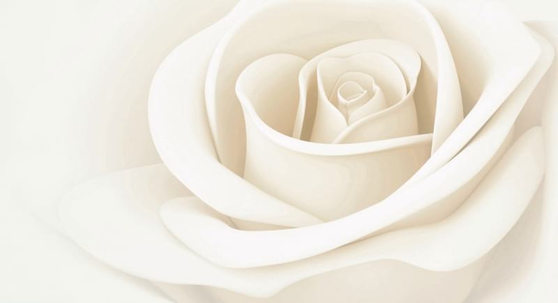 Fototapeta Weiße Rosenknospe