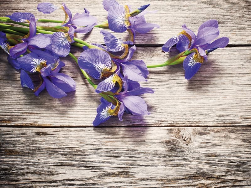 Fototapeta Lila Iris 