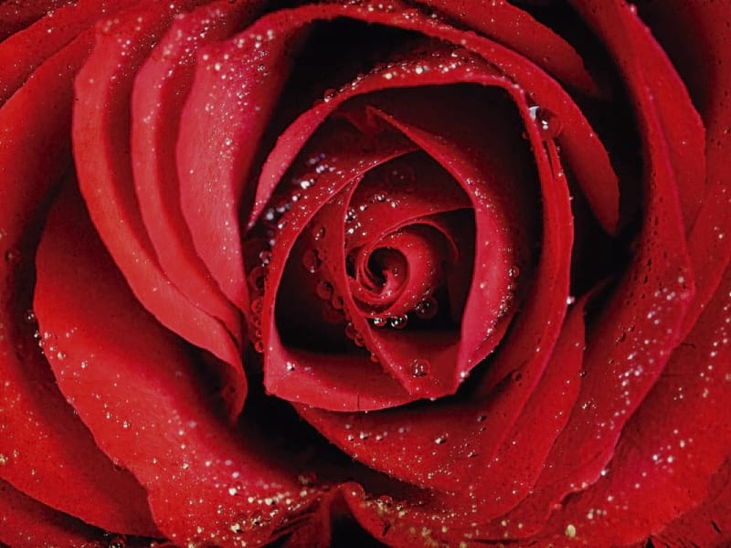 Fototapeta Tau auf einer roten Rose