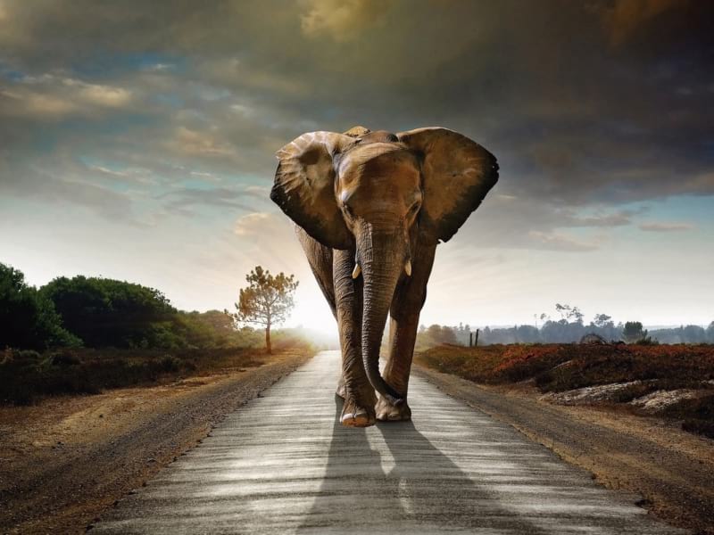 Fototapeta Großer Elefant