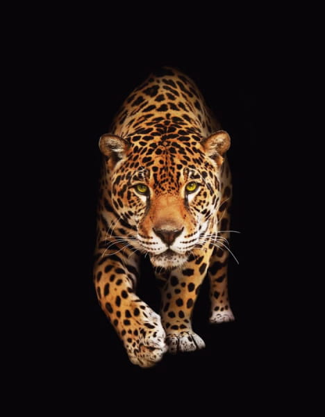 Fototapeta Jaguar auf schwarzem Hintergrund