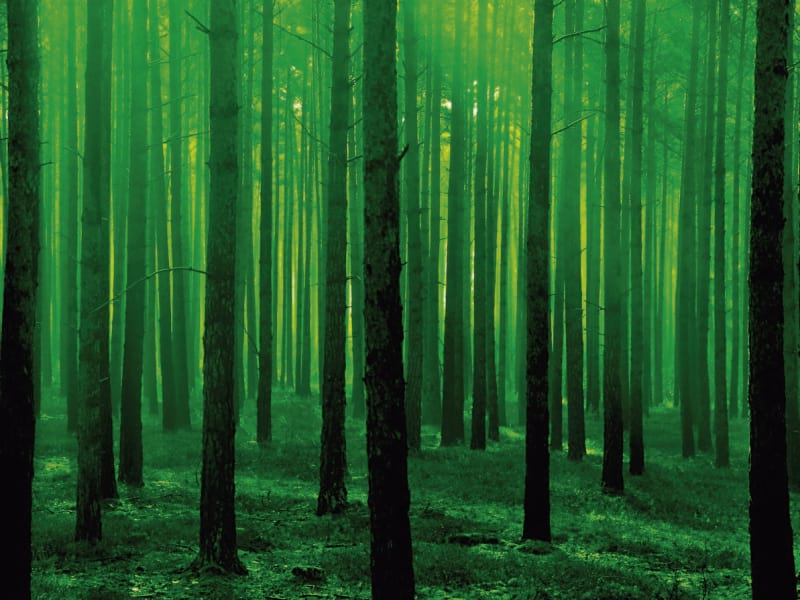 Fototapeta Verzauberter wilder Wald