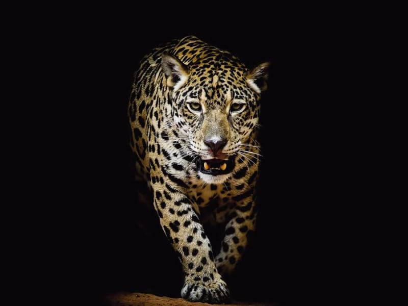 Fototapeta Raubtierjaguar