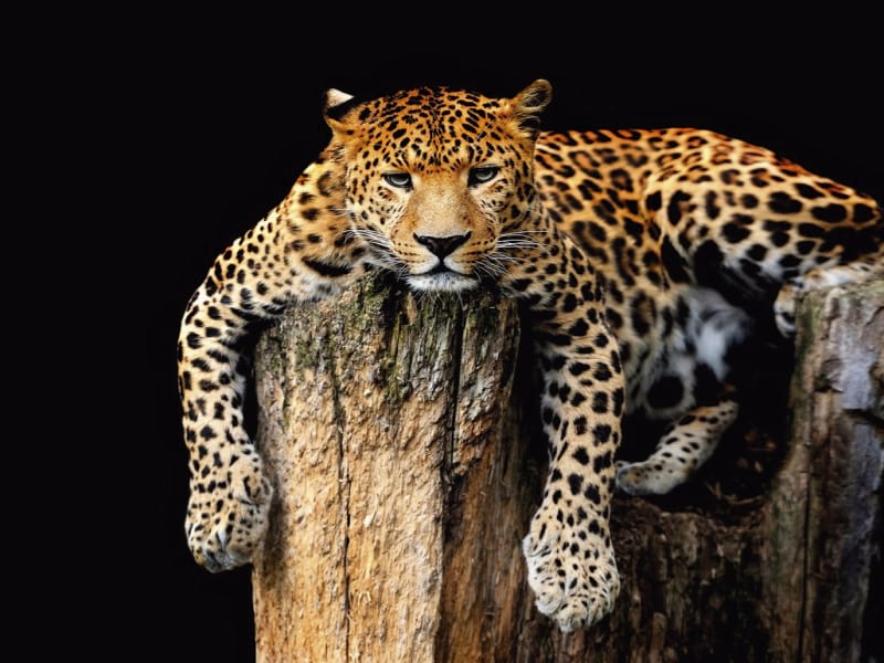 Fototapeta Nachdenklicher Leopard