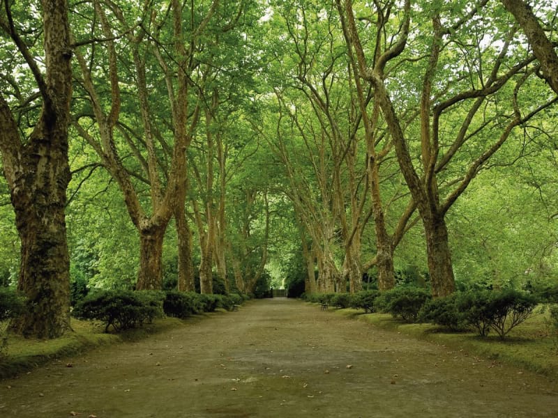 Fototapeta Straße im Park