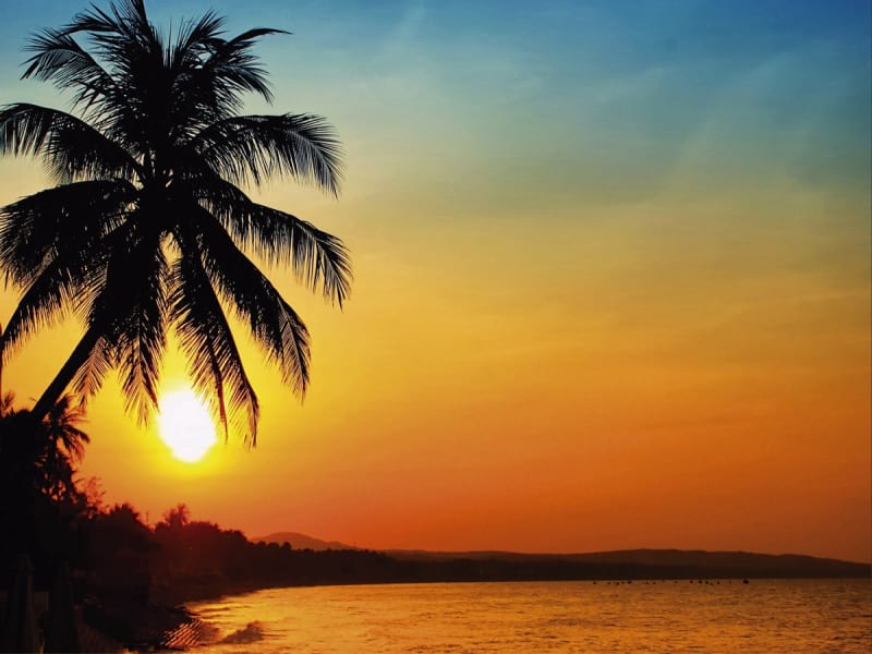 Fototapeta Palme bei Sonnenuntergang
