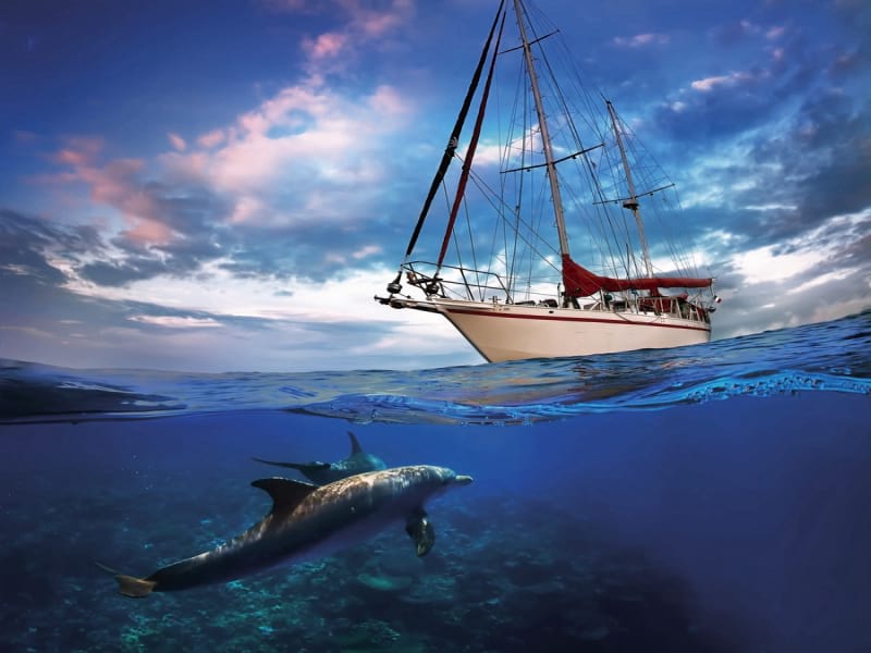 Fototapeta Segelboot und Delphin