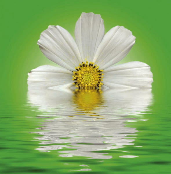 Fototapeta Cosmea weiß
