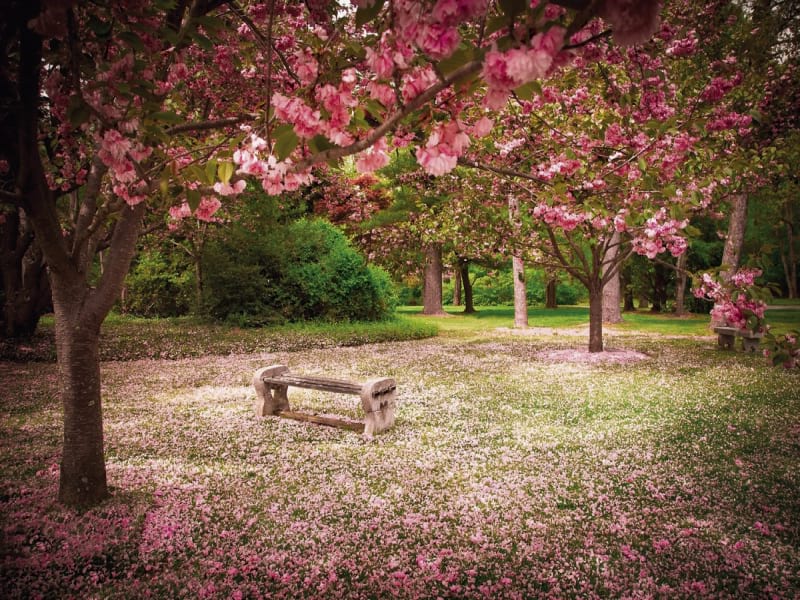 Fototapeta Kirschblüten im Garten