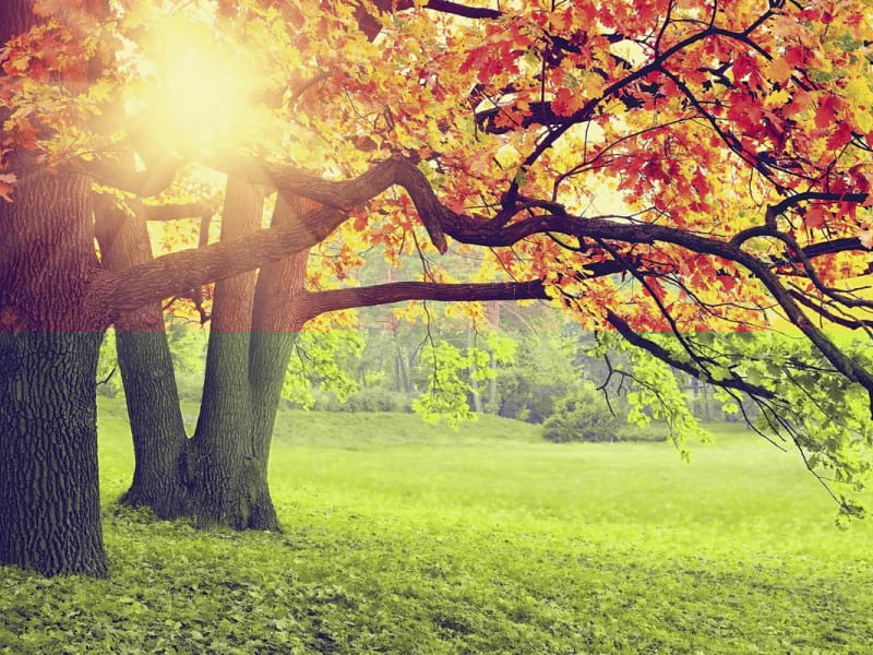 Fototapeta Naturherbst