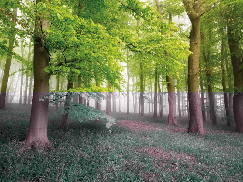 Fototapeta Blumenlichtung im Wald