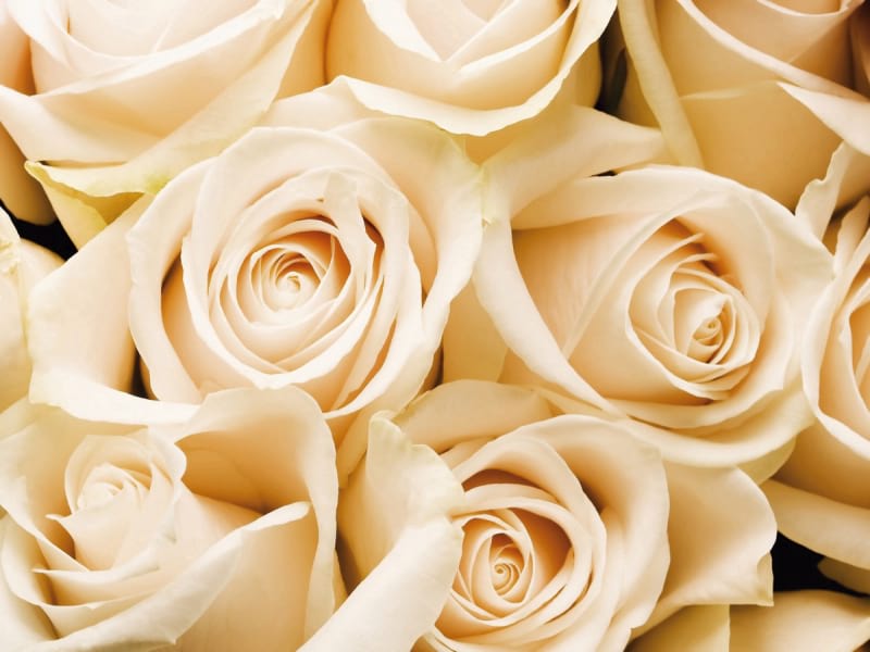 Fototapeta Schöne Rosen