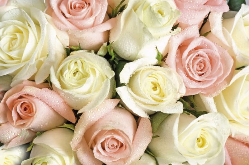 Fototapeta Strauß frischer Rosen