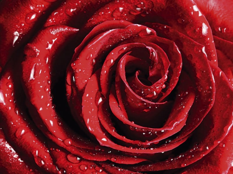 Fototapeta Rosenknospe
