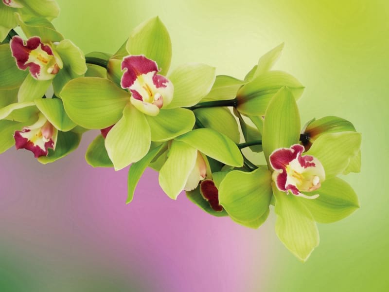 Fototapeta Grüne Orchidee