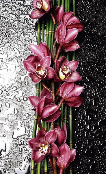 Fototapeta Rote Orchidee