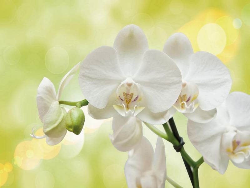 Fototapeta Große weiße Orchideen