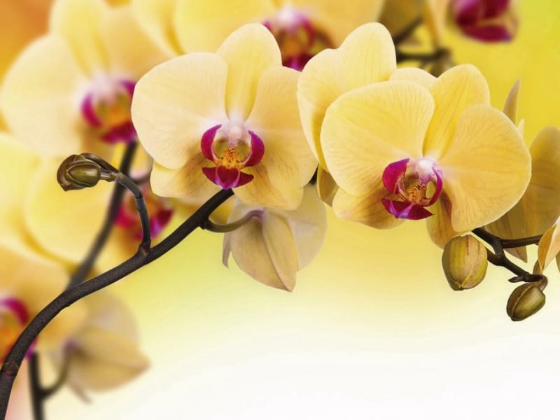 Fototapeta Elegante gelbe Orchideen