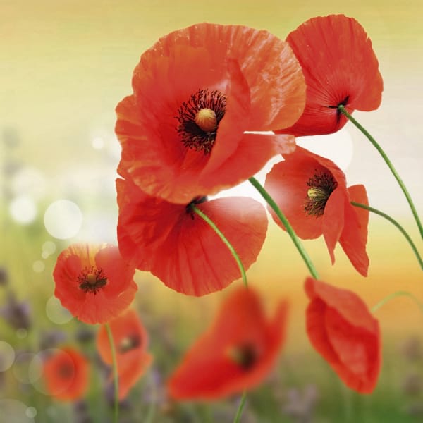 Fototapeta Köstliche Mohnblumen