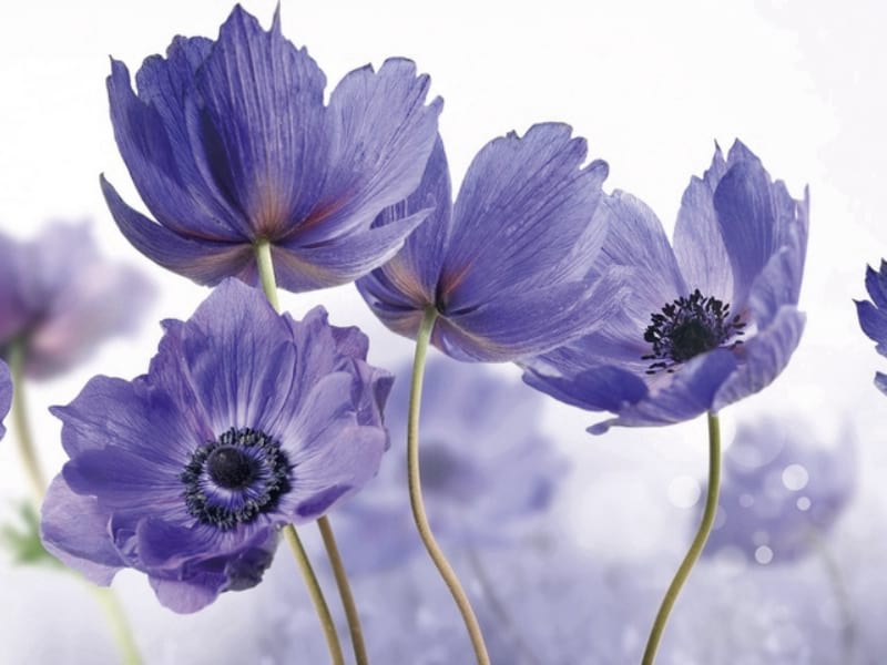 Fototapeta Lilane Blumen