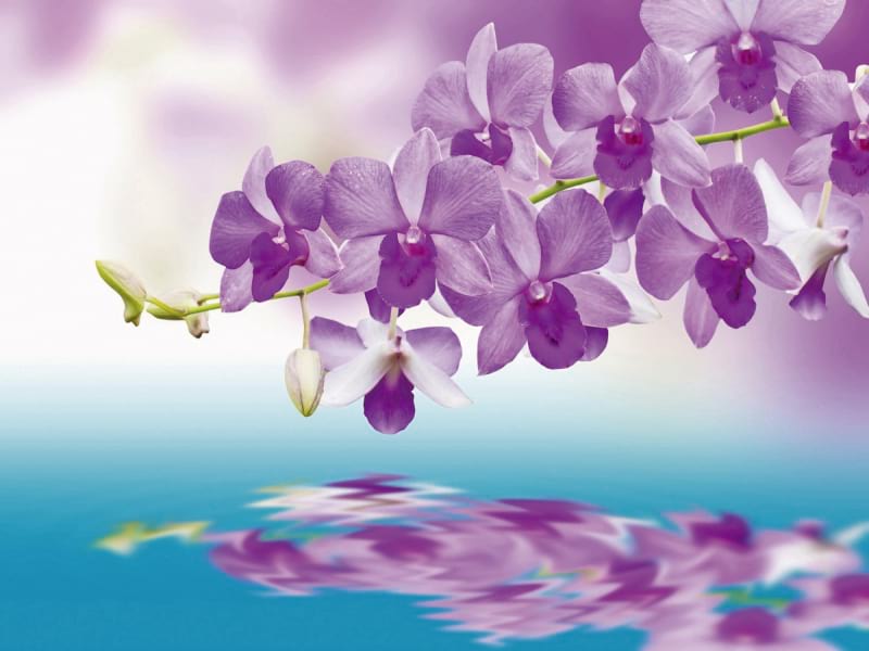 Fototapeta Orchidee über Wasser