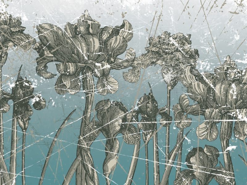 Fototapeta Irisblüten