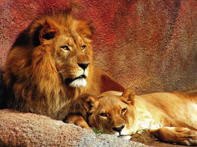 Fototapeta Löwe und Löwin