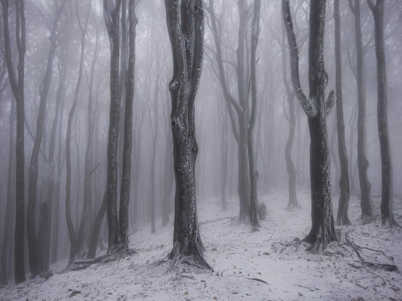 Fototapeta Nachtwinterwald