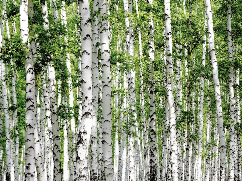 Fototapeta Natur der Birke