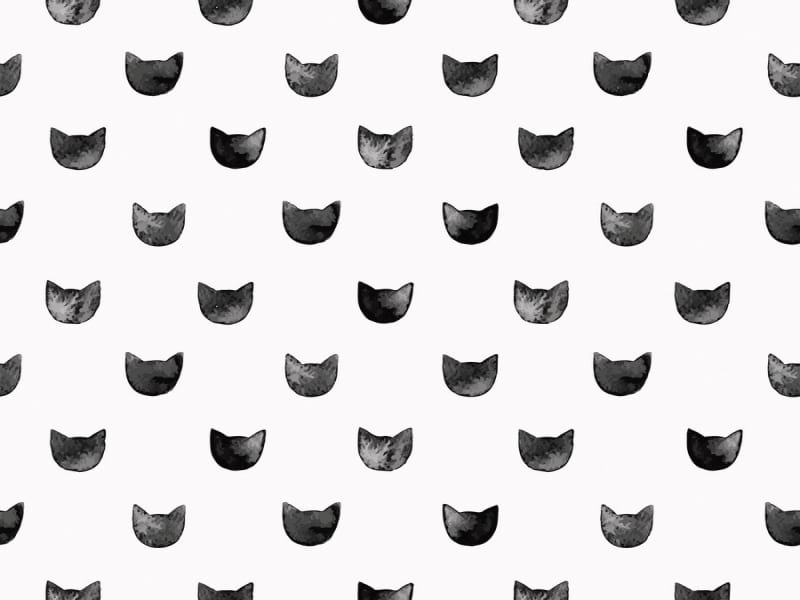 Fototapeta Schwarzer Kater