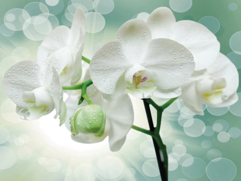 Fototapeta Üppige weiße Orchideen