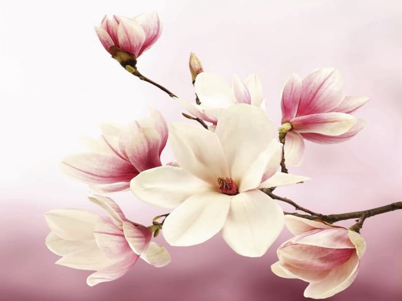 Fototapeta Magnolienduft