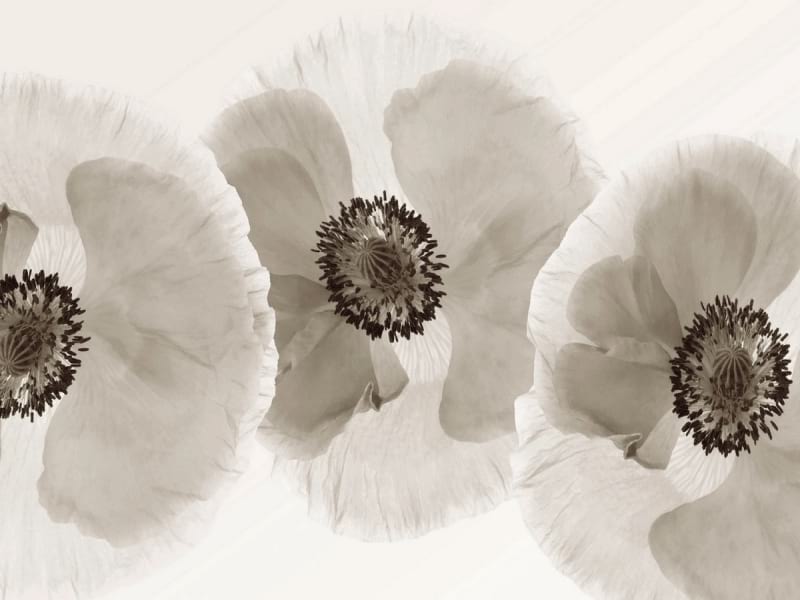 Fototapeta Weiße Mohnblumen
