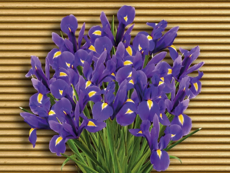 Fototapeta Strauß Iris