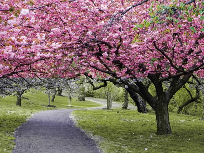 Fototapeta Kirschblüten im Park