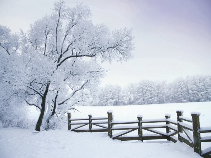 Fototapeta Natur im Winter