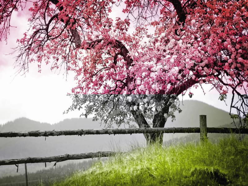 Fototapeta Sakura vor dem Hintergrund des Sonnenuntergangs