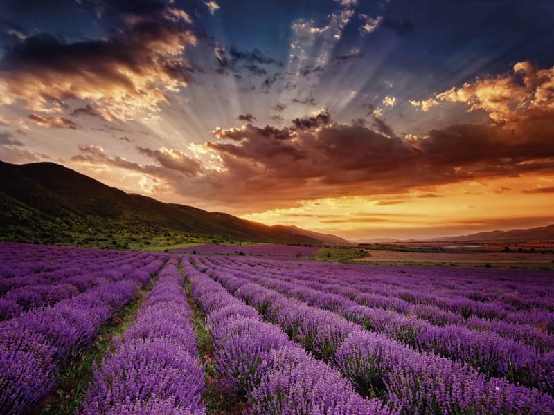 Fototapeta Lavendel- und Orangensonnenuntergang