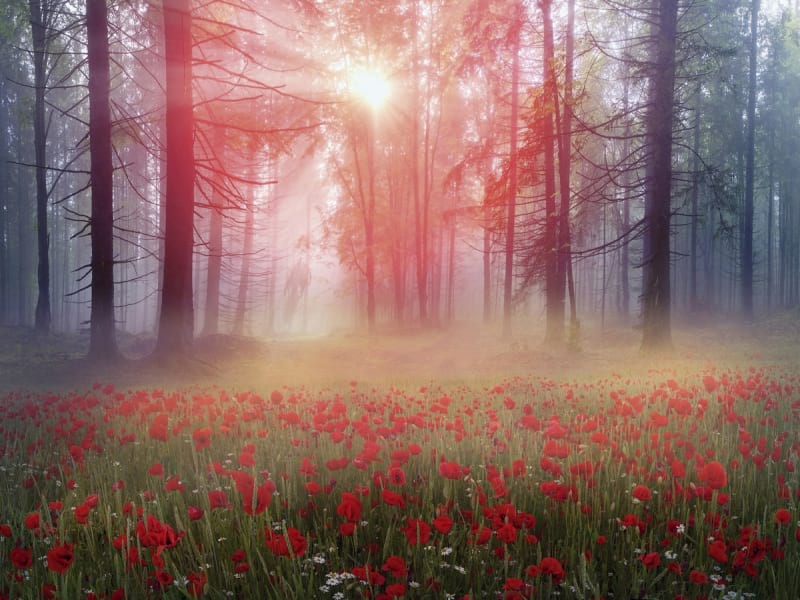 Fototapeta Mohnblumen im Wald